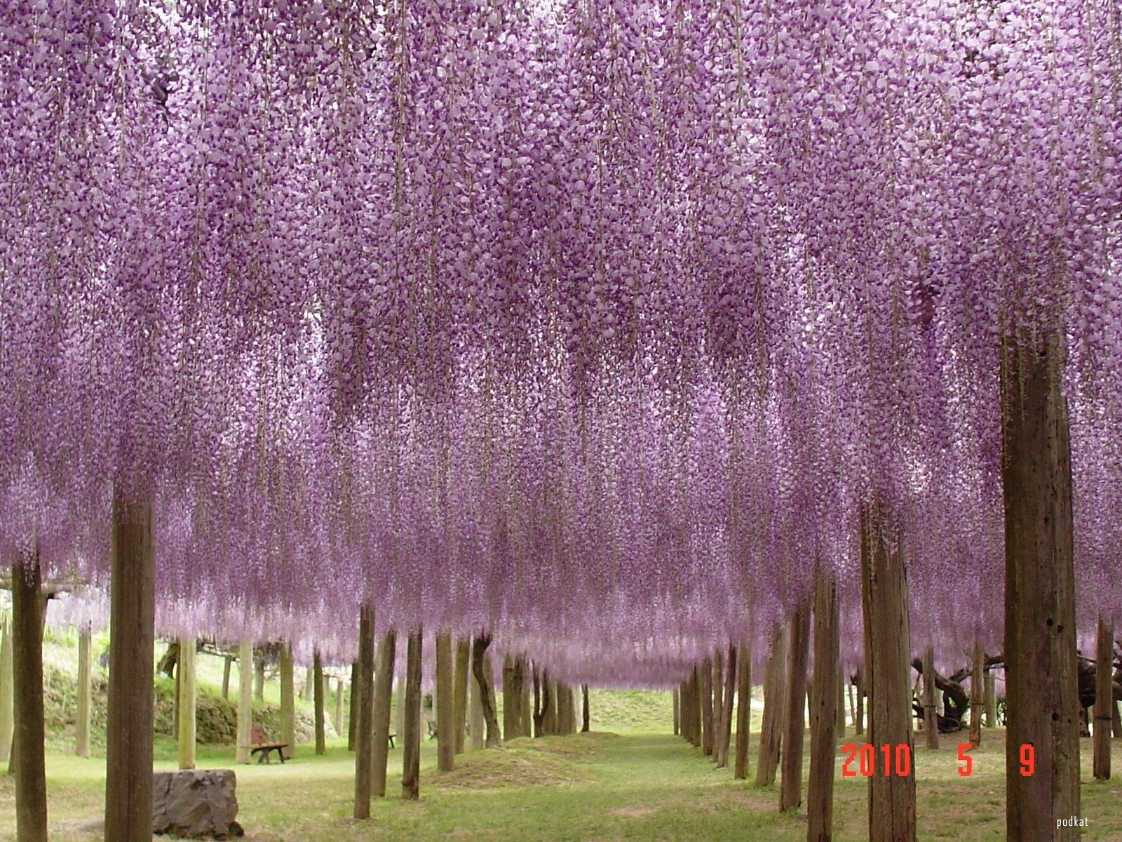kawachi-fuji-gardens-wisteria.