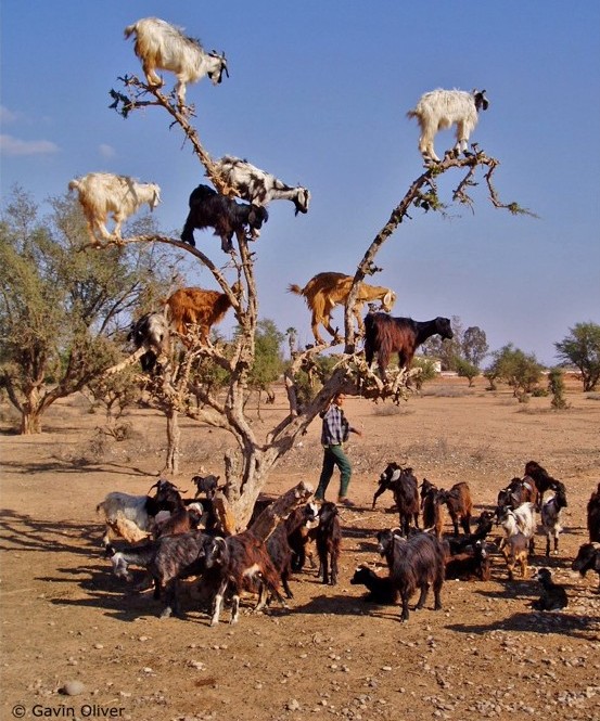 I love goats. Here they are casually hanging out in an argan tree. 