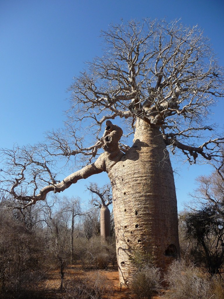 baobab-615356_1280