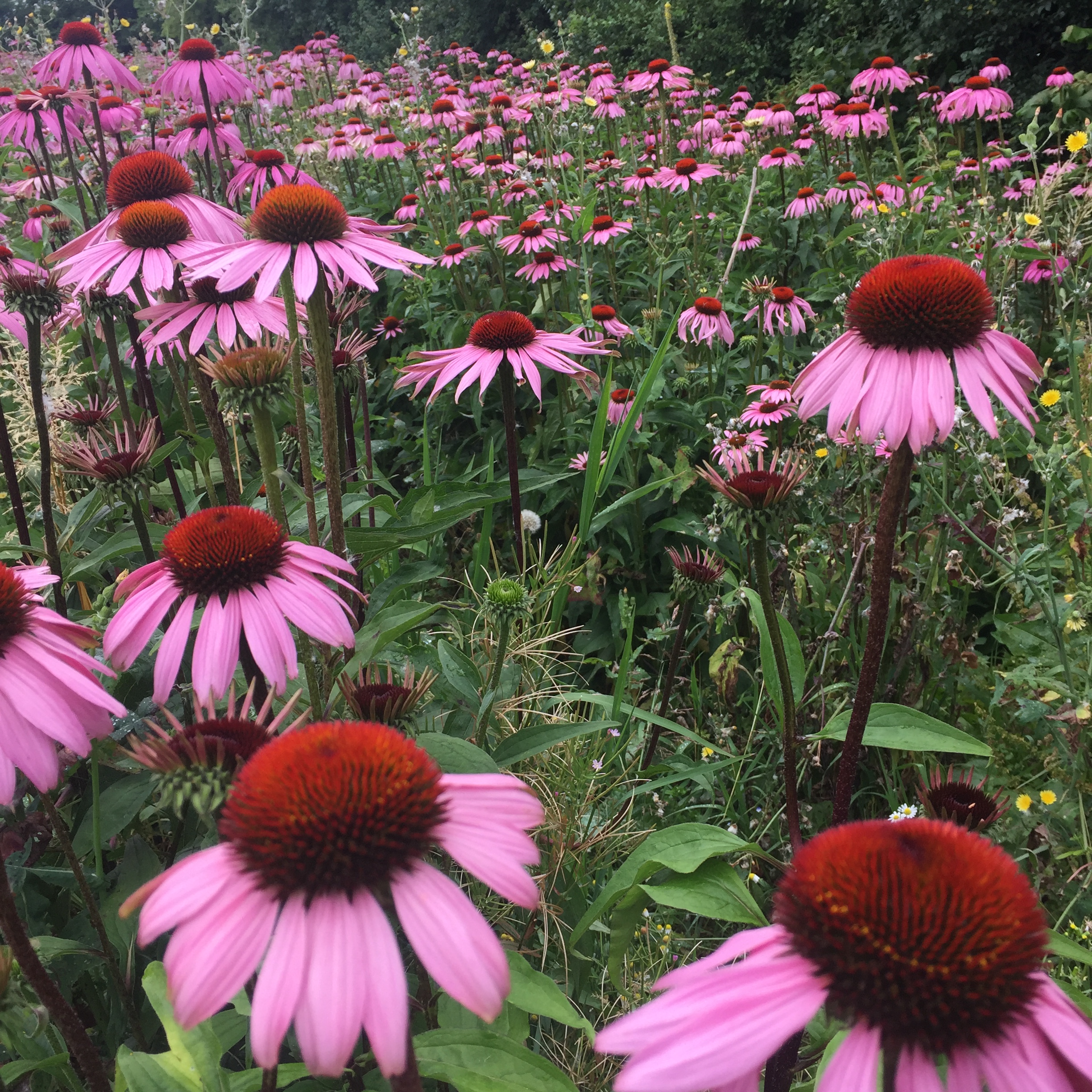echinacea