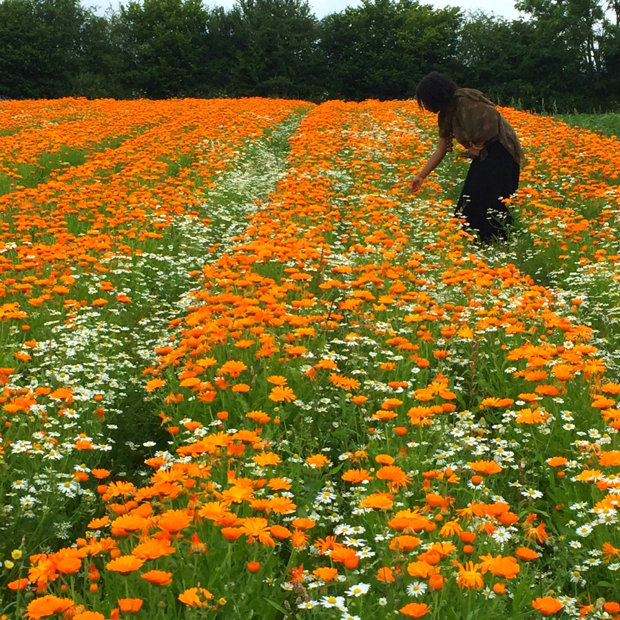 a field of calendula and chamomile at Herb Farm