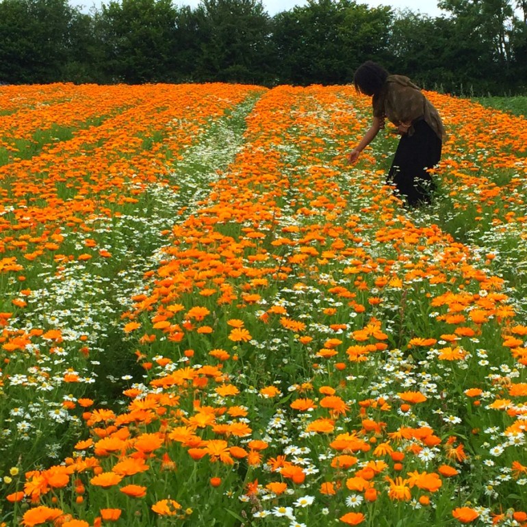Lynda in a field of calendula and chamomile at Herb Farm