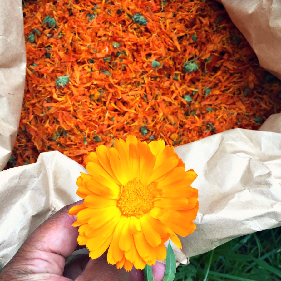 Calendula (marigold) at Herb Farm