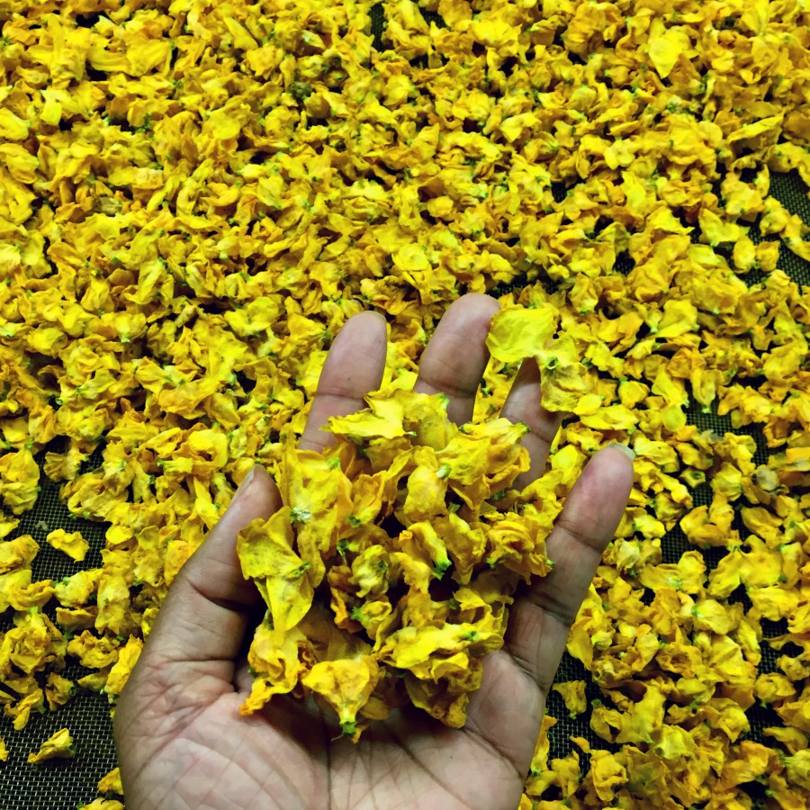 mullein petals at Herb Farm