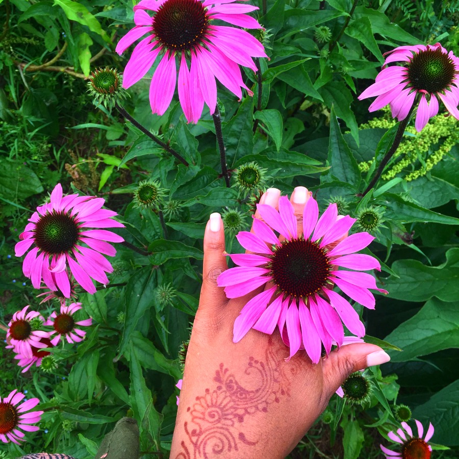 Echinacea at Herb Farm