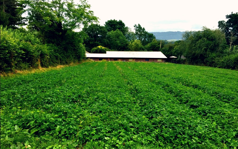 The Herbfarmacy workshop