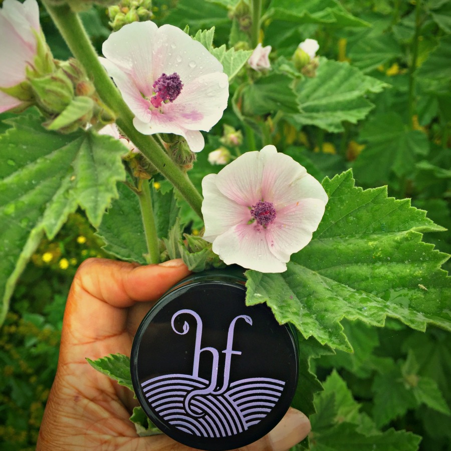 The purple mallow flowers that inspired the colour of the new Herbfarmacy logo