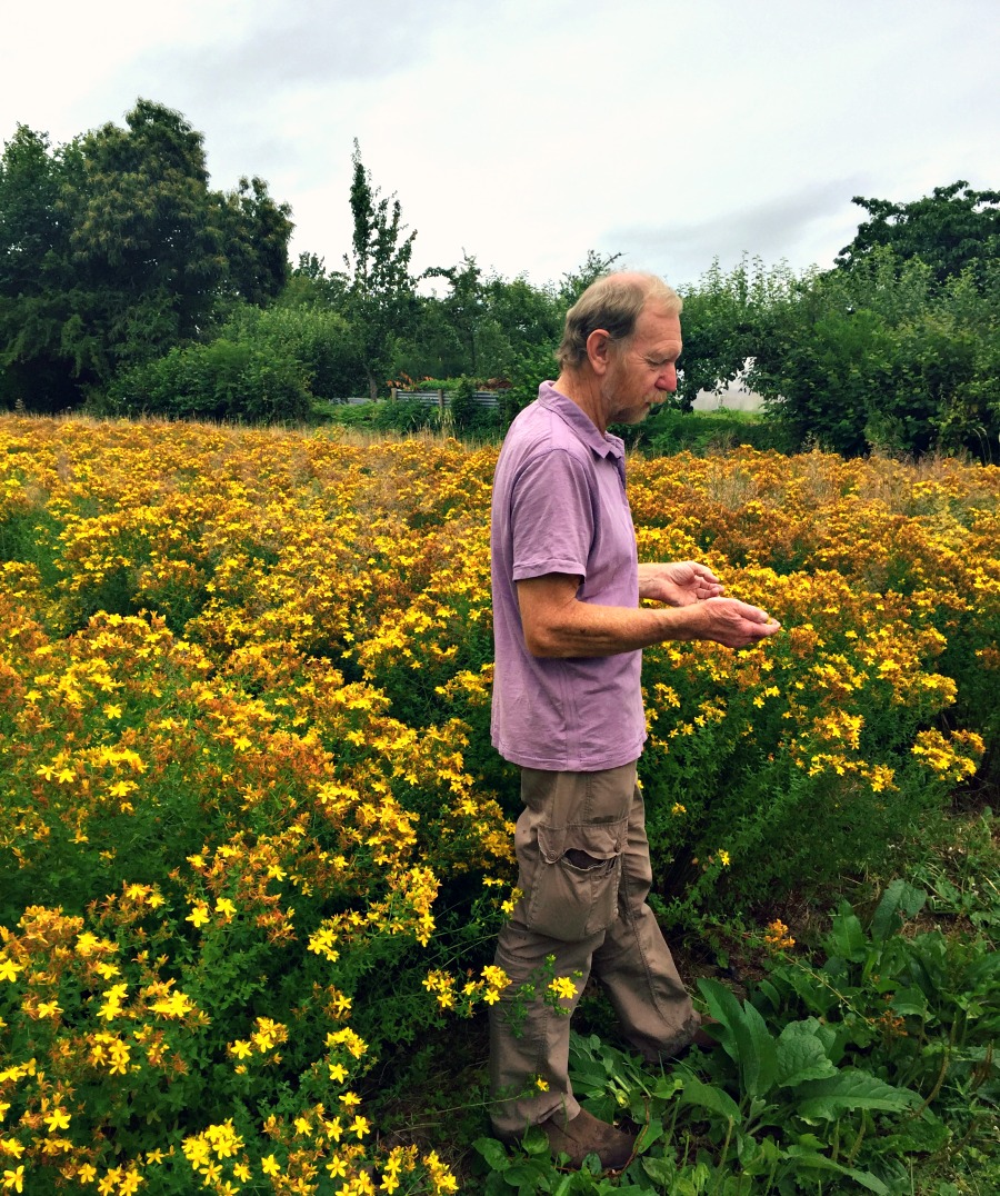 Paul Richards in a field of St John's Wort at Herb Farm