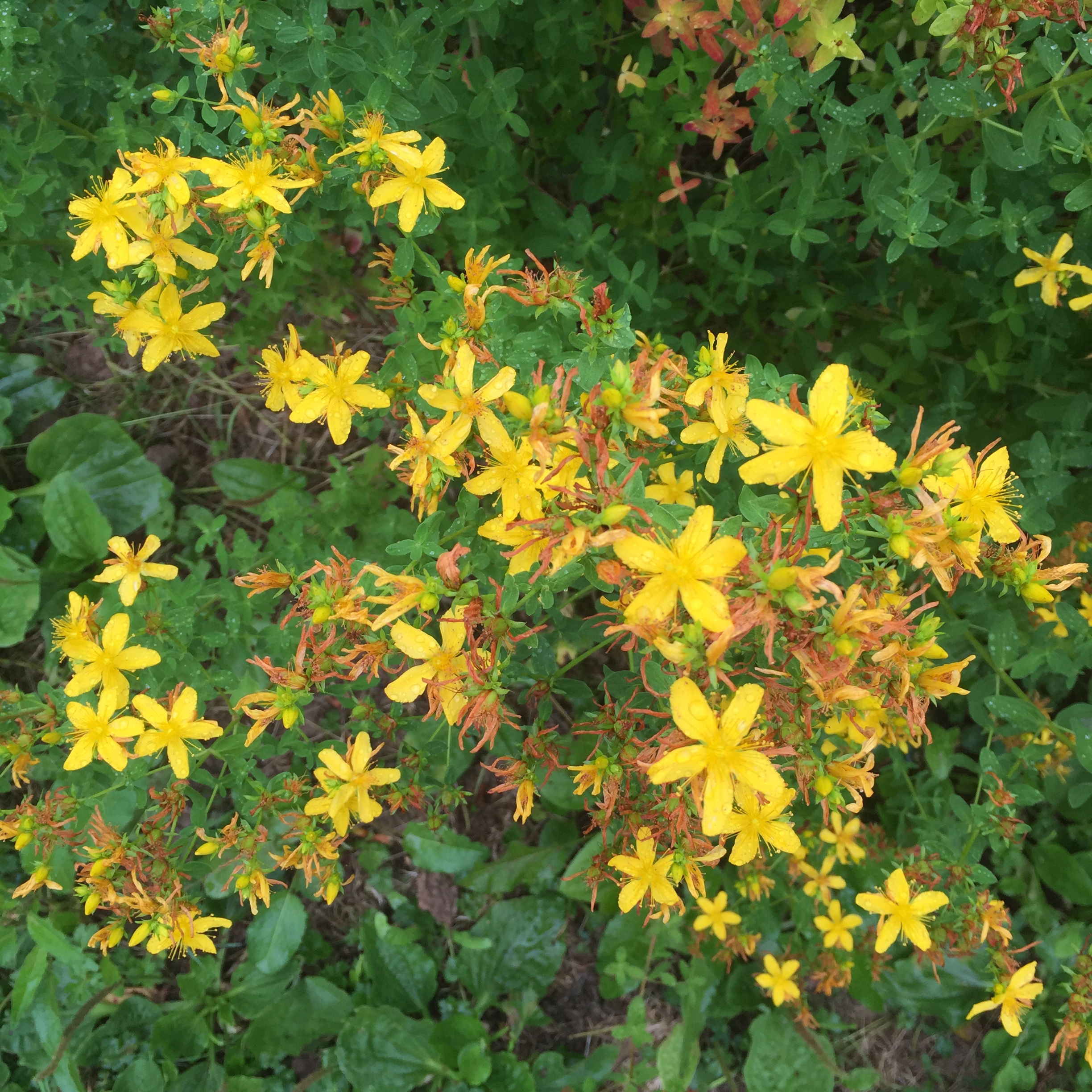 st-johns-wort