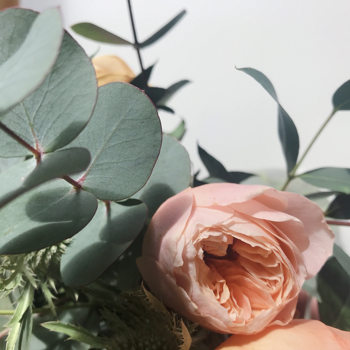 The Real Flower Company eucalyptus