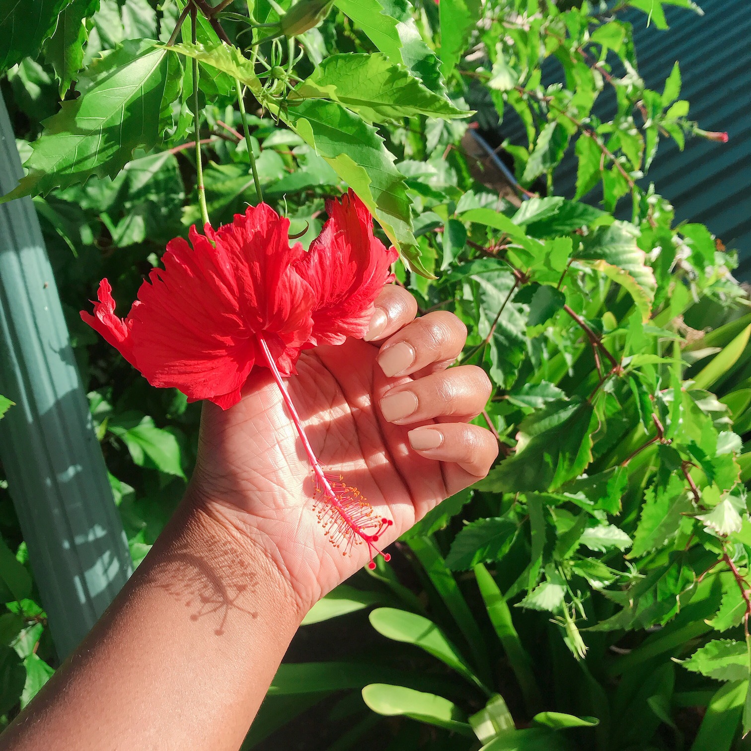 Cienna Rose 12-free 'Latte Break' nail polish - nude swatch