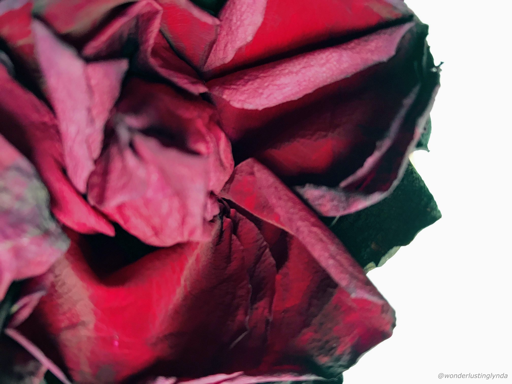 Red rose wonderlusting.co.ukJPG