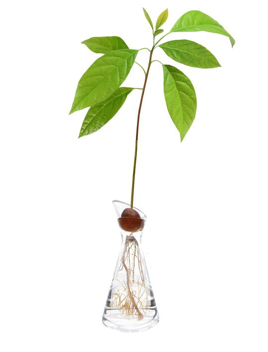 avocado seed vase from black owned brand