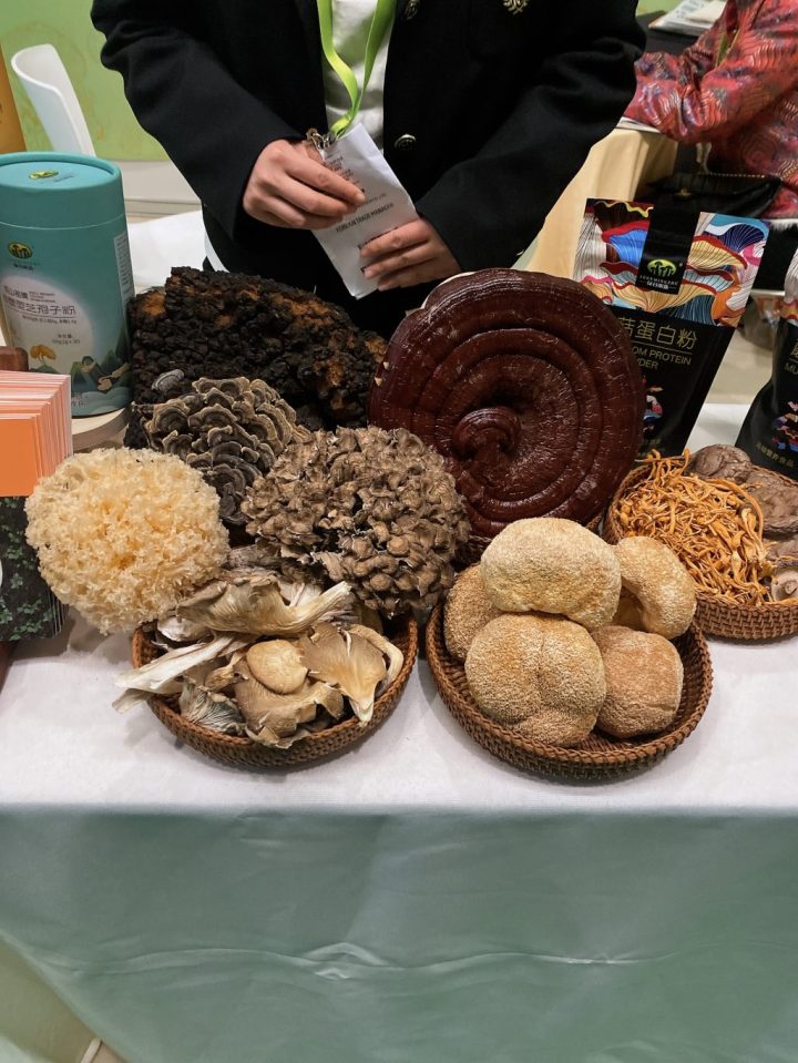 selection of medecinal mushrooms spotted at NOPEX